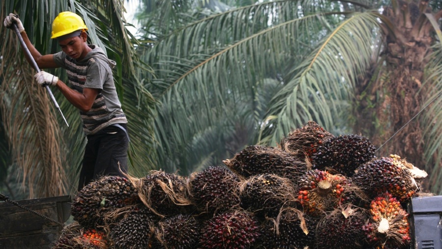 Ilustrasi Kebun Kelapa Sawit (bpdp.or.id)