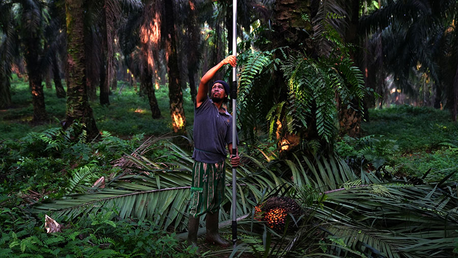 Seorang pekerja memanen buah kelapa sawit di Kabupaten Bogor di Jawa Barat, Indonesia, Senin, 20 Juni 2022. (Dimas Ardian/Bloomberg)