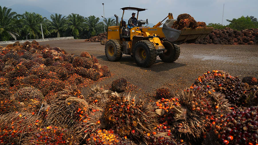 Traktor memindahkan hasil panen buah kelapa sawit di Kabupaten Bogor, Jawa Barat, Indonesia, Senin, 20 Juni 2022. (Dimas Ardian/Bloomberg)