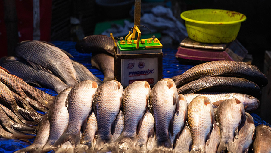 Pedagang menjual ikan di bawah lampu baterai akibat pemadaman listrik di Lahore, Pakistan, Senin (23/1/2023). (Betsy Joles/Bloomberg)