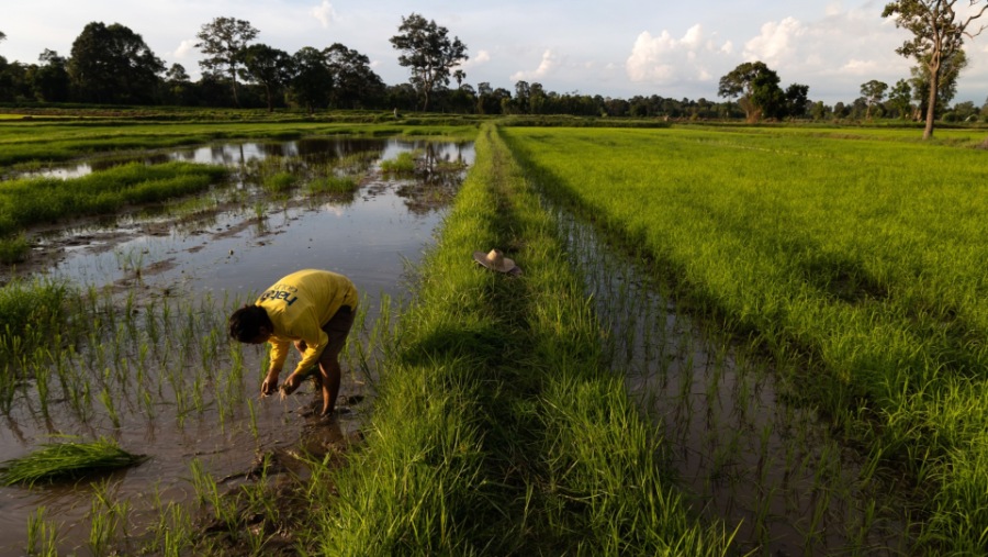 Harga beras Thailand mencapai level tertinggi sejak Maret 2021 (Bloomberg)