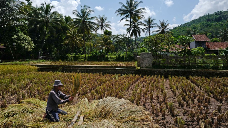 Petani tengah memanen padi di Nagrek, Jawa Barat (Dimas Ardian/Bloomberg)