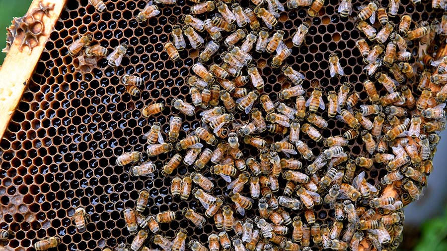 Lebah di sarang madu manuka di Blenheim, Selandia Baru, Kamis (15/12/2022). (Mark Graham/Bloomberg)