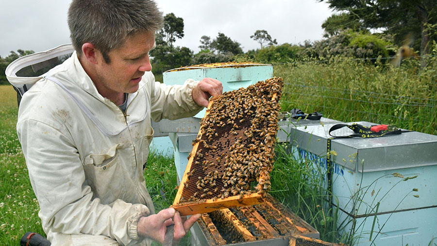 Seorang peternak lebah memeriksa sarang madu manuka miliknya di Blenheim, Selandia Baru, Kamis (15/12/2022). (Mark Graham/Bloomberg)