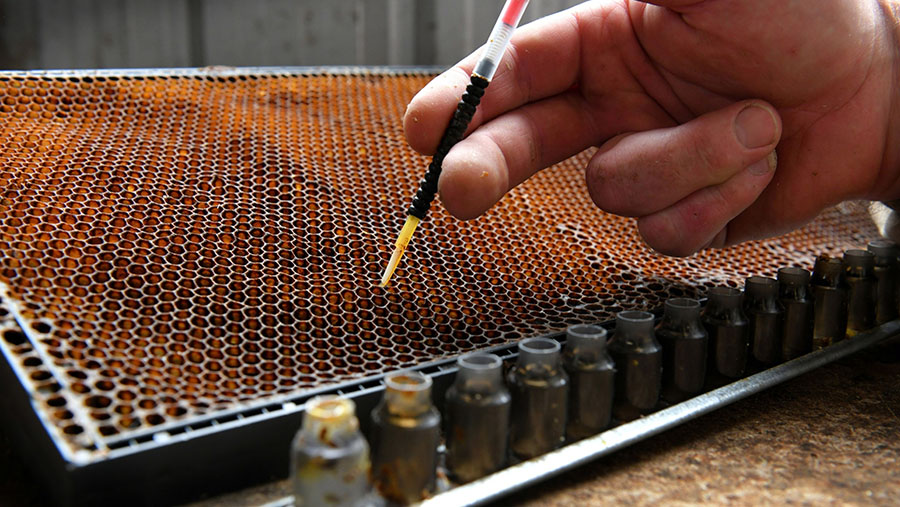 Pada awal pandemi madu ini sangat dicari oleh sejumlah warga untuk menjaga kesehatan. Madu ini dijual US$3.700/toples. (Mark Graham/Bloomberg)