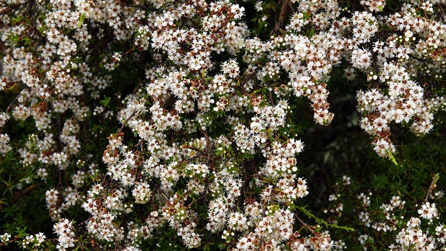 Madu-madu tersebut dihasilkan dari bunga Kanuka yang ditanam oleh sejumlah peternak lebah di daerah ini. (Mark Graham/Bloomberg)