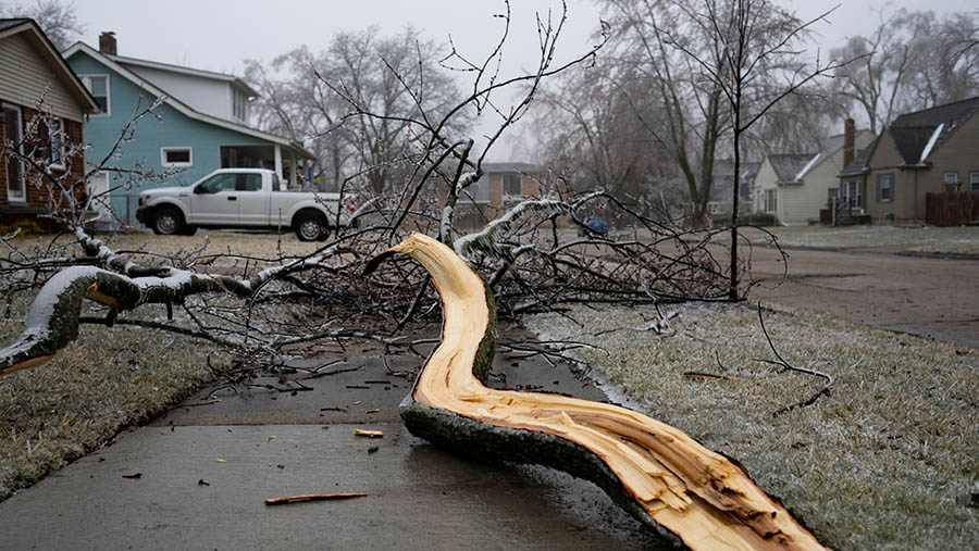 Pohon tumbang di trotoar setelah badai es di Berkley, Michigan, AS, Kamis (23/2/23023). (Emily Elconin/Bloomberg)