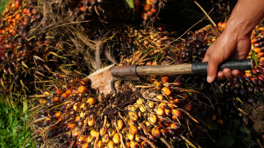 Petani melakukan panen sawit di Perkebunan sawit PT Perkebunan Nusantara III (Dimas Ardian/Bloomberg)