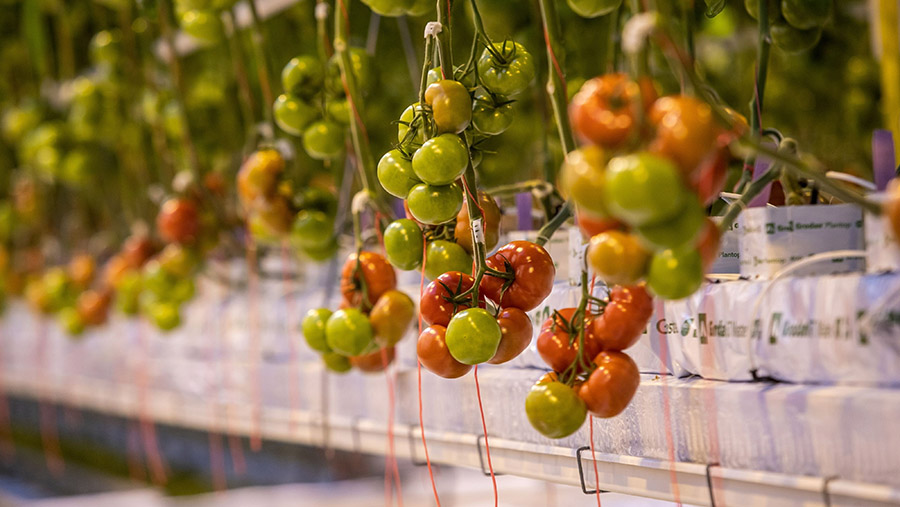 Ilustrasi tomat organik. (Peter Boer/Bloomberg)