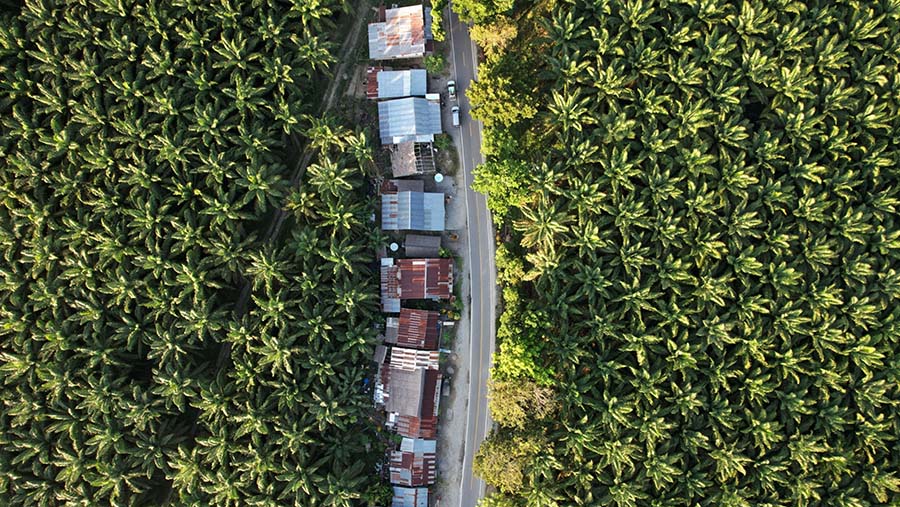 Pepohonan tumbuh di perkebunan kelapa sawit di Kabupaten Luwu Timur, Sulawesi Selatan, Senin (13/6/2022). (Dimas Ardian/Bloomberg)