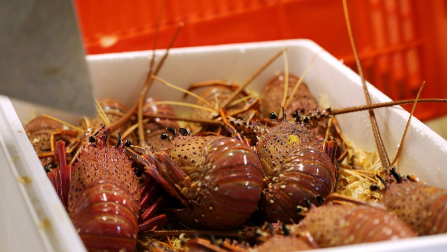 Eksport Lobster Australia (Sumber: Bloomberg)