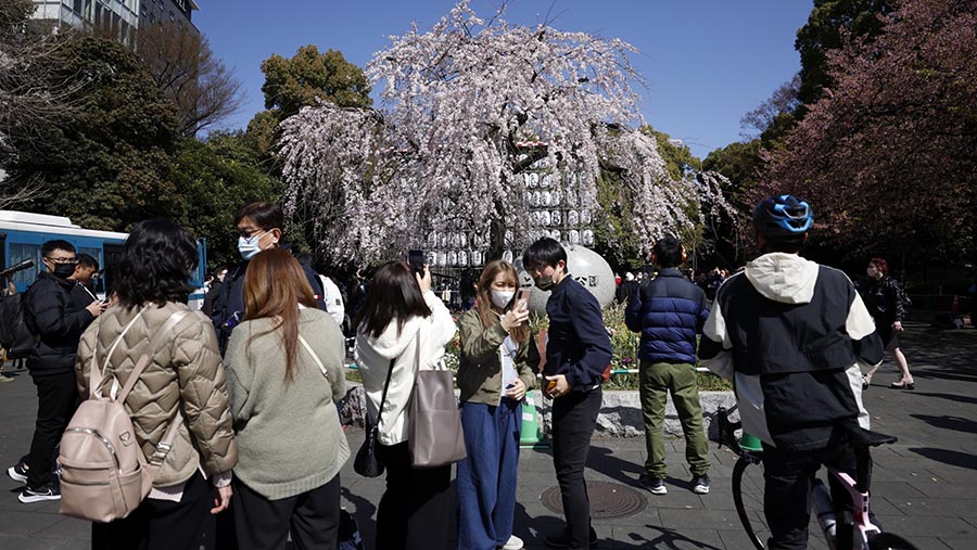 Pengunjung  beraktivitas di depan pohon sakura yang bermekaran di Taman Ueno di Tokyo, Jepang, Minggu (19/3/2023). (Kiyoshi Ota/Bloomberg)