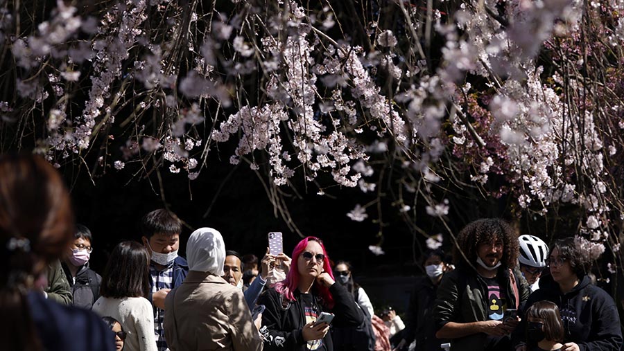 Pohon sakura mekar di Taman Ueno di Tokyo, Jepang, Minggu (19/3/2023). (Kiyoshi Ota/Bloomberg)