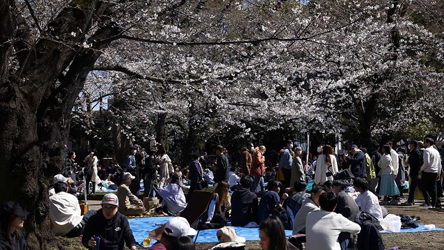 Mekarnya bunga sakura dimanfaatkan warga untuk berpiknik sambil bercengkrama. (Kiyoshi Ota/Bloomberg)