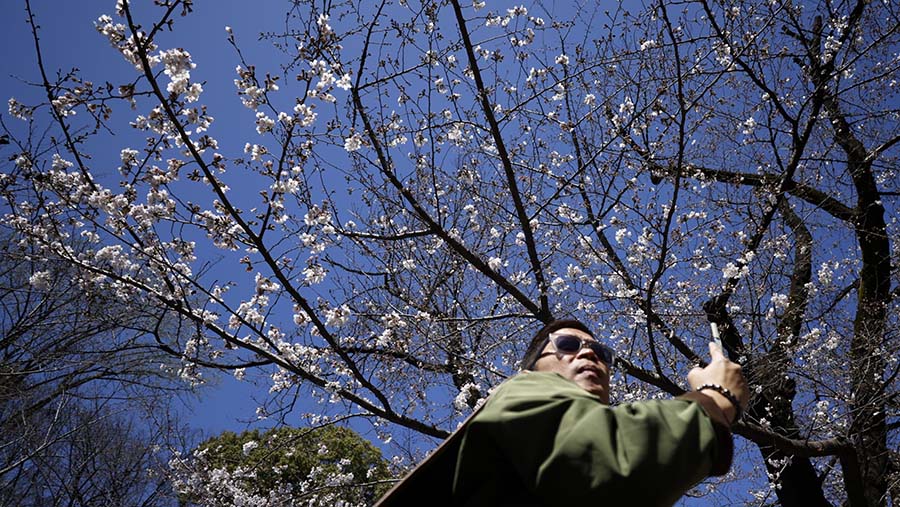 Bulan ini warga Tokyo kembali merayakan Hanami, yaitu pesta melihat bunga sakura  (Kiyoshi Ota/Bloomberg)