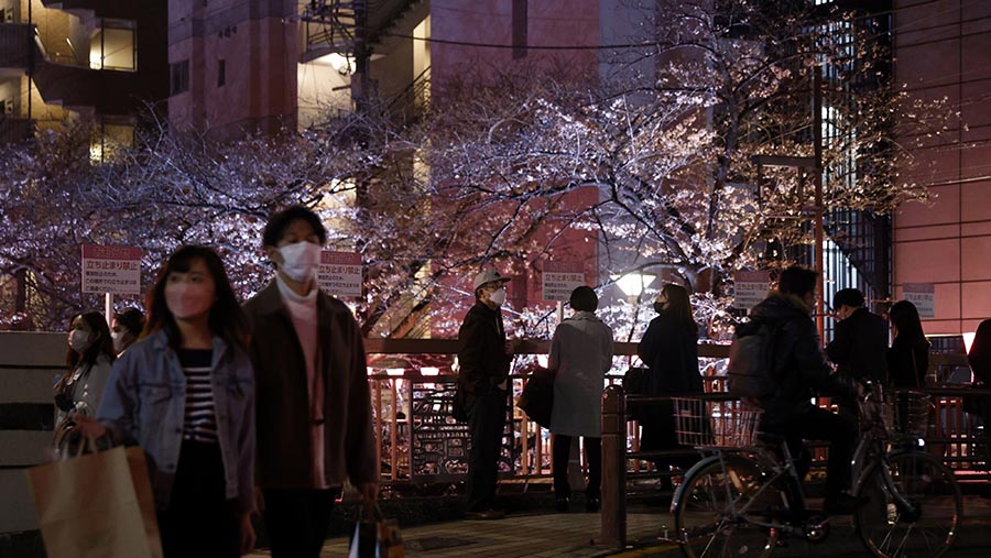 Pohon sakura bermekaran di sepanjang Sungai Meguro di Tokyo, Jepang, Minggu (19/3/2023). (Kiyoshi Ota/Bloomberg)