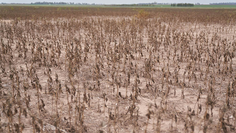 Suasana tanaman kedelai yang mengering akibat kemarau di San Jose de la Esquina, Argentina, Kamis (6/4/2023). (Natalia Favre/Bloomberg)