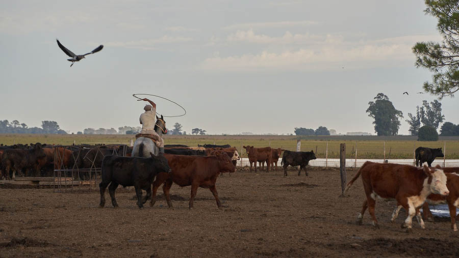 Situasi ini memaksa para petani untuk berjuang demi bertahan hidup. (Natalia Favre/Bloomberg)