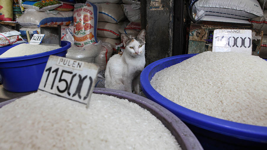 Kucing berada disamping beras yang dijual di Pasar Minggu, Jakarta, Selasa (18/4/2023). (Bloomberg Technoz/ Andrean Kristianto)
