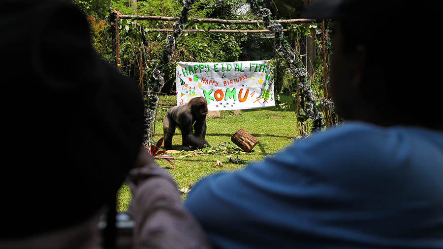 Saat mengunjungi kandang primata, pengunjung dapat melihat Gorila diberi makan ketupat. (Bloomberg Technoz/ Andrean Kristianto)