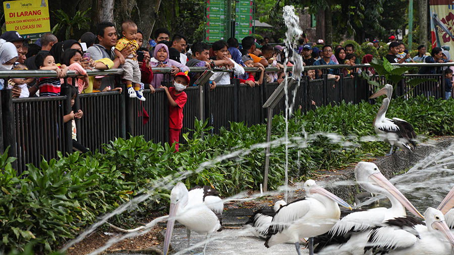 Pengunjung melihat burung pelikan di Taman Margasatwa Ragunan, Jakarta, Minggu (23/4/2023). (Bloomberg Technoz/ Andrean Kristianto)