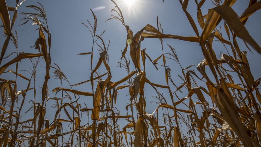 Lahan pertanian mengering akibat cuaca panas ekstrem. (Dok Bloomberg)