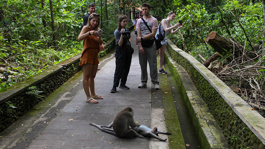 Turis asing merekam aktivitas monyet di wisata Monkey Forest, Ubud, Bali, Selasa (2/4/2023). (Bloomberg Technoz/ Andrean Kristianto)