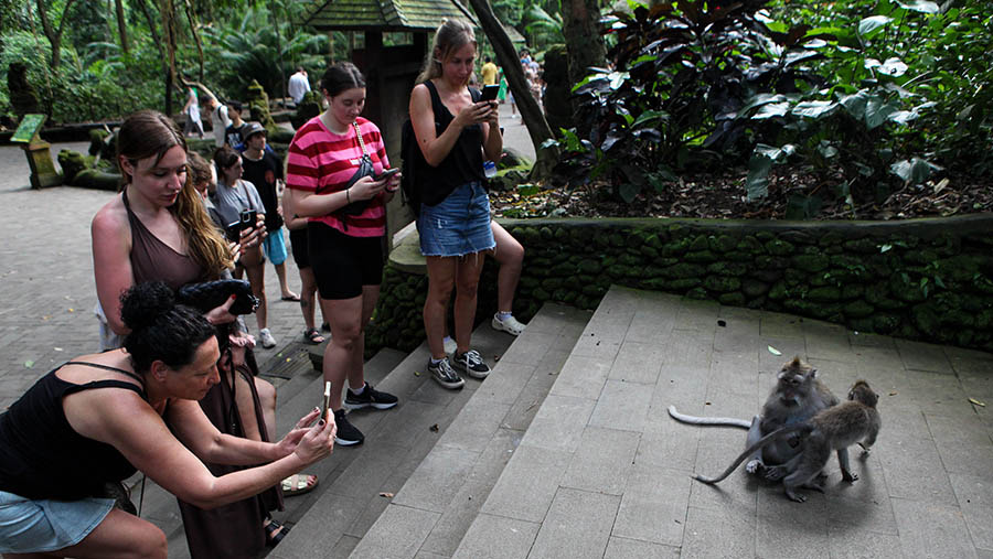 Turis asing merekam aktivitas monyet di wisata Monkey Forest, Ubud, Bali, Selasa (2/4/2023). (Bloomberg Technoz/ Andrean Kristianto)