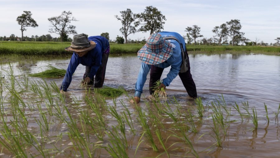 Petani menanam padi (Sumber: Bloomberg)