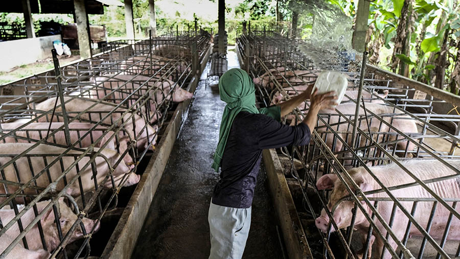 Ilustrasi peternakan babi. (Veejay Villafranca/Bloomberg)