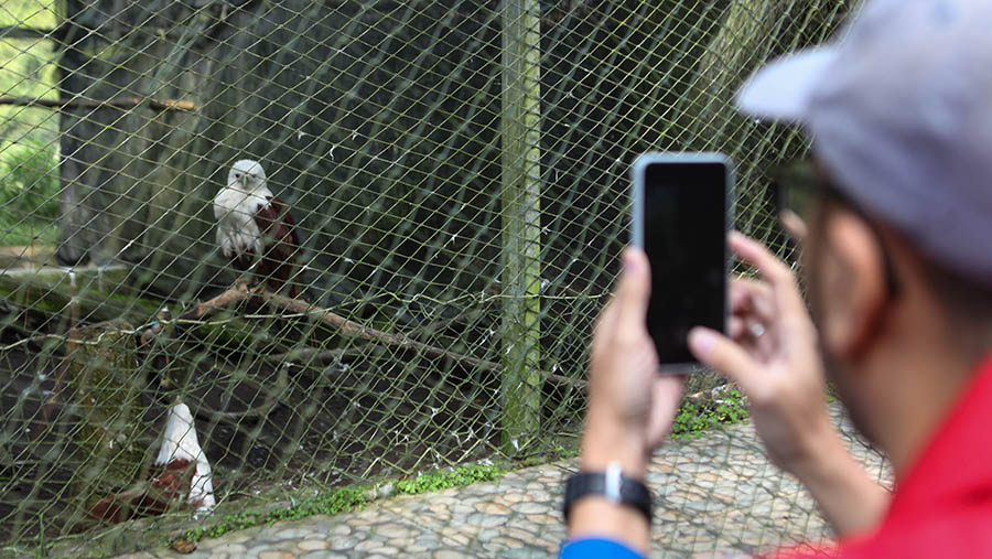 Pengunjung melihat elang di Pusat Konservasi Elang Kamojang, Garut, Jawa Barat, Rabu (17/5/2023). (Bloomberg Technoz/ Andrean Kristianto)