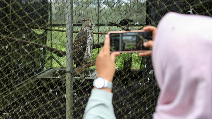 Wilayah Kamojang, Kabupaten Garut, Jawa Barat ini menjadi salah satu tempat migrasi elang. (Bloomberg Technoz/ Andrean Kristianto)