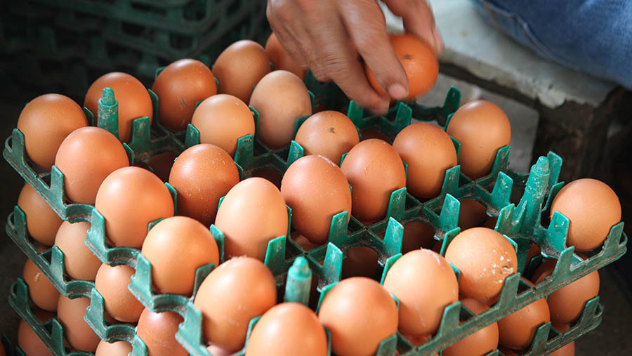 Tingginya harga telur menjadikan pembeli memilih telur yang retak untuk dikonsumsi pribadi. (Bloomberg Technoz/ Andrean Kristianto)