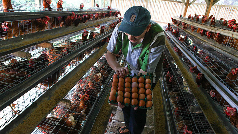 Harga telur ayam kini ditingkat peternak dijual seharga Rp30.000. (Bloomberg Technoz/ Andrean Kristianto)