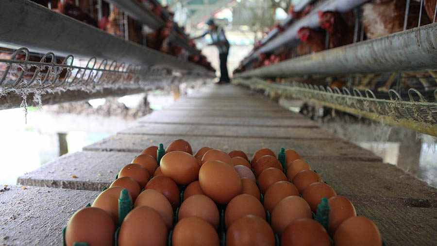 Kenaikan tersebut dikarenakan naiknya harga pakan dan penggantian ayam yang sudah menurun produksinya. (Bloomberg Technoz/ Andrean Kristianto)