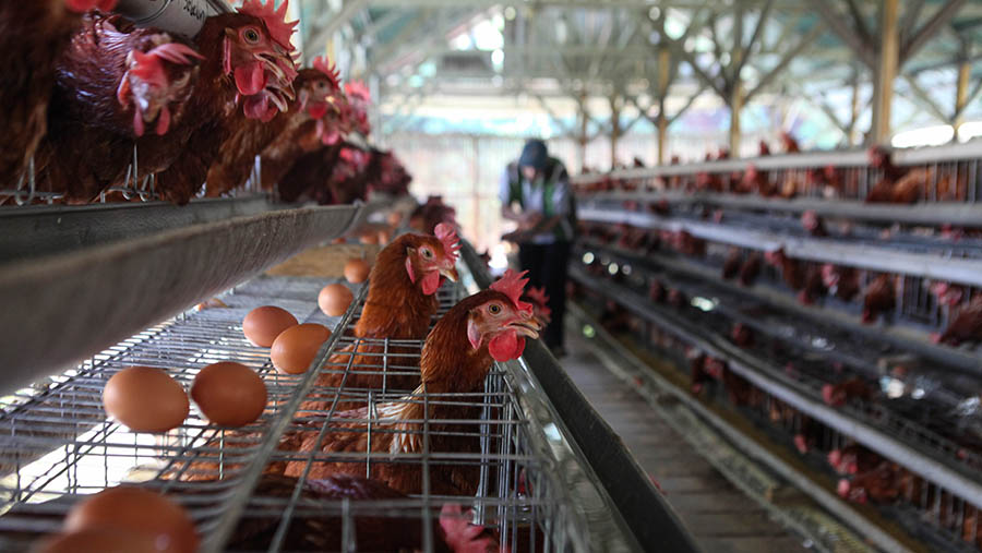 Pekerja memanen telur di salah satu peternakan ayam petelur di Gunung Sindur, Jawa Barat, Senin (22/5/2023). (Bloomberg Technoz/ Andrean Kristianto)