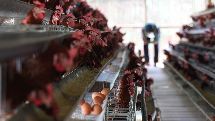 Pekerja memanen telur di salah satu peternakan ayam petelur di Gunung Sindur, Jawa Barat, Senin (22/5/2023). (Bloomberg Technoz/ Andrean Kristianto)