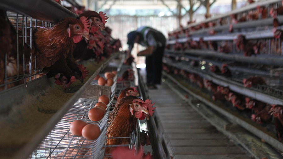 Pekerja memanen telur di salah satu peternakan ayam petelur di Gunung Sindur, Jawa Barat, Senin (22/5/2023). (Bloomberg Technoz/ Andrean Kristianto)
