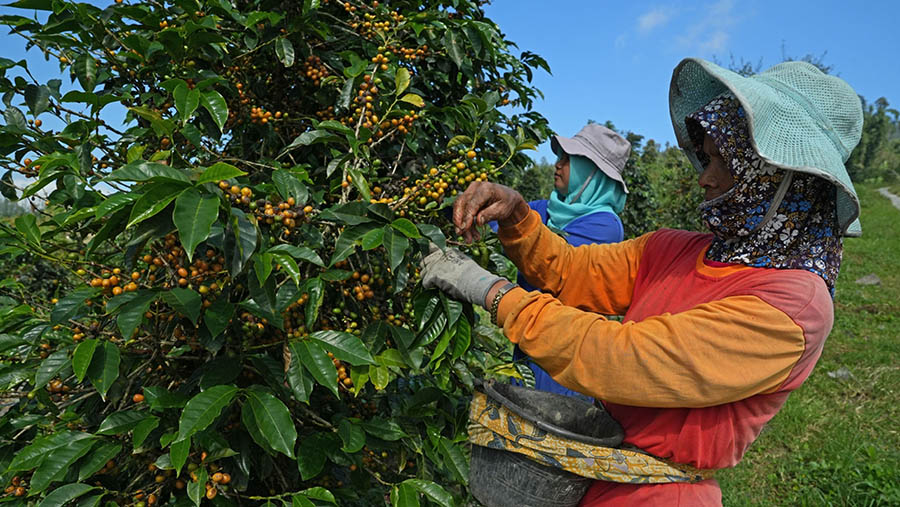 Petani memanen biji kopi Arabika di perkebunan kopi di Kabupaten Temanggung, Jawa Tengah, Kamis (25/5/2023).  (Dimas Ardian/Bloomberg)