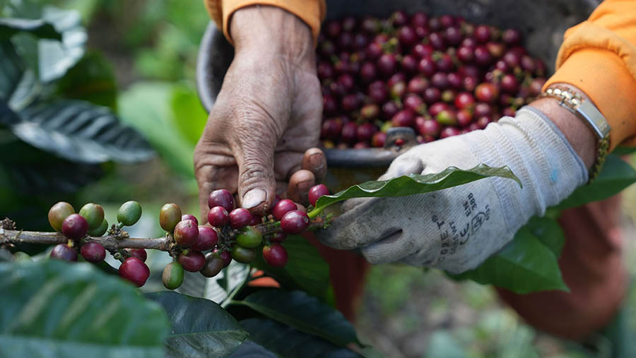 Petani memanen biji kopi Arabika di perkebunan kopi di Kabupaten Temanggung, Jawa Tengah, Kamis (25/5/2023).  (Dimas Ardian/Bloomberg)