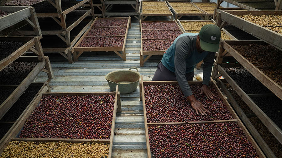 Pekerja menyebarkan biji kopi Arabika untuk dikeringkan di Kopi Kwadungan, Kab. Temanggung, Jawa Tengah, Kamis (25/5/2023). (Dimas Ardian/Bloomberg)