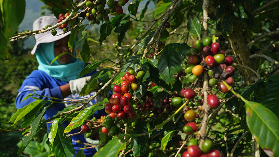 Petani memanen biji kopi Arabika di perkebunan kopi di Kabupaten Temanggung, Jawa Tengah, Kamis (25/5/2023).(Dimas Ardian/Bloomberg)