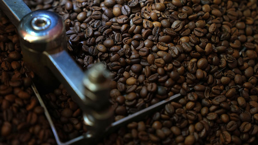 Temanggung juga memberikan kontribusi sebesar 11.560,27 ton atau sekitar 56,97% dari total produksi kopi di Jawa Tengah. (Dimas Ardian/Bloomberg)
