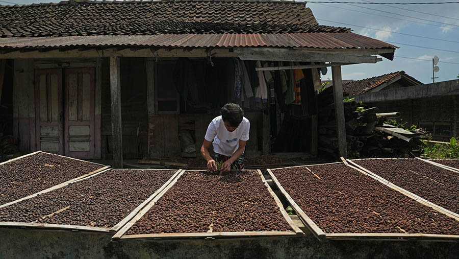 Pekerja menyebarkan biji kopi Arabika untuk dikeringkan di Kopi Kwadungan, Kab. Temanggung, Jawa Tengah, Kamis (25/5/2023). (Dimas Ardian/Bloomberg)