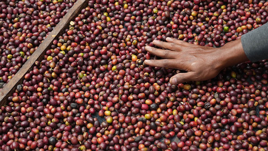 Harga jual kopi arabika Temanggung lebih tinggi dibandingkan dengan robusta Temanggung. (Dimas Ardian/Bloomberg)