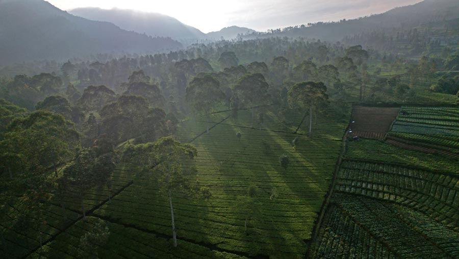 Perkebunan teh Tambi ini terletak di ketinggian antara 800 hingga 2.000 meter di atas permukaan laut. (Dimas Ardian/Bloomberg)