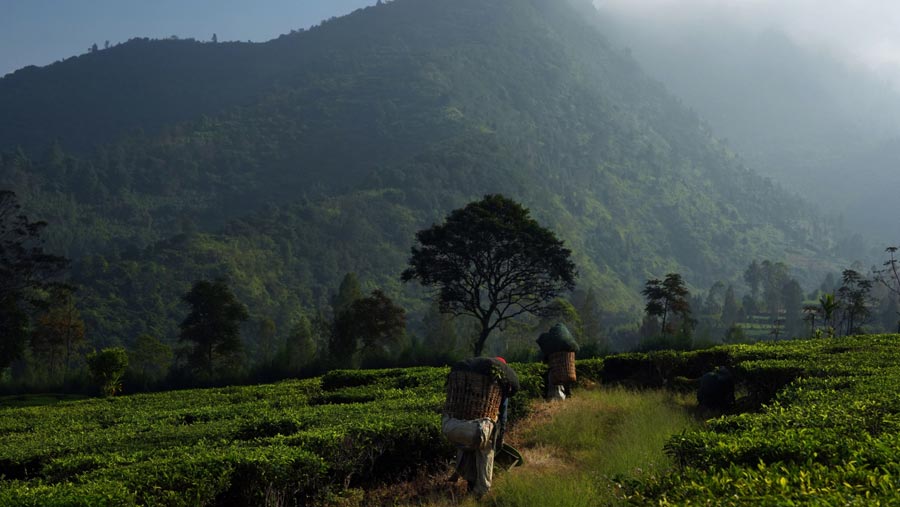 Perkebunan teh Tambi didirikan sejak tahun 1865, pada saat Indonesia masih dijajah oleh negara Belanda. (Dimas Ardian/Bloomberg)