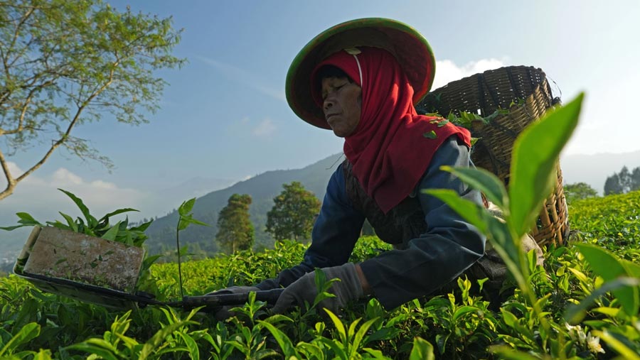 Pekerja memetik daun teh di perkebunan Teh Tambi milik PT Perkebunan Tambi di Wonosobo, Jawa Tengah,Sabtu (27/5/2023). (Dimas Ardian/Bloomberg)