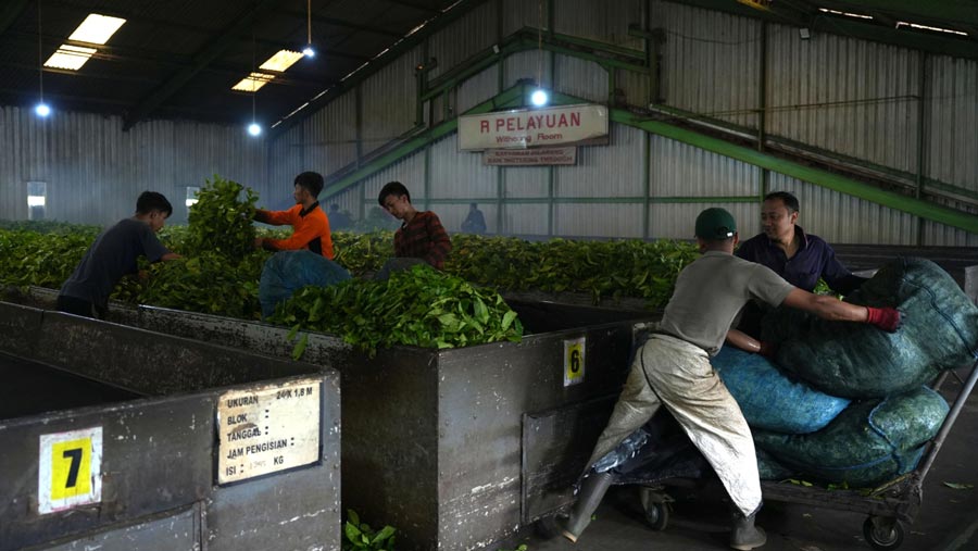 Selain perkebunan di lokasi ini juga terdapat pabrik pengolahan daun teh. (Dimas Ardian/Bloomberg)