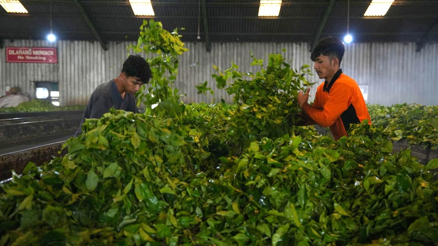 Daun-daun teh yang dipetik lalu dikumpulkan untuk dilakukan proses pembuatan teh. (Dimas Ardian/Bloomberg)